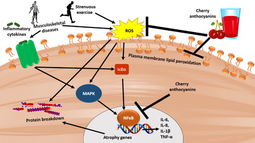 Azione antiossidante delle ciliegie